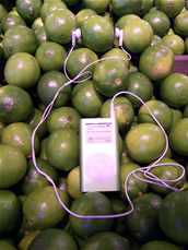 a lime wearing a green ipod